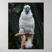 Witte cockatoo poster (Voorkant)