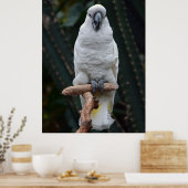 Witte cockatoo poster (Keuken)