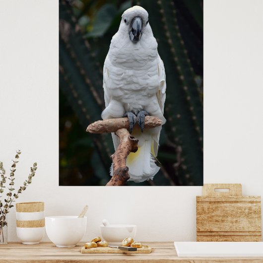 Witte cockatoo poster (Keuken)