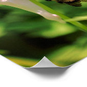 Witte Columbine bloem en broedbijen Poster (Hoek)