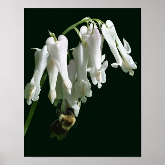 Witte Columbine bloem en broedbijen Poster (Voorkant)