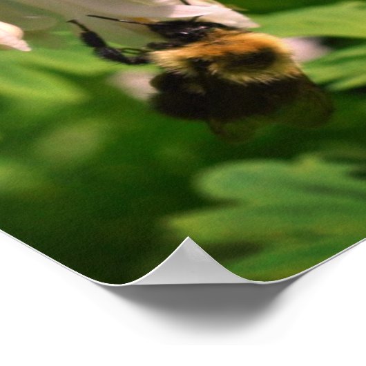 Witte Columbine bloem en broedbijen Poster (Hoek)