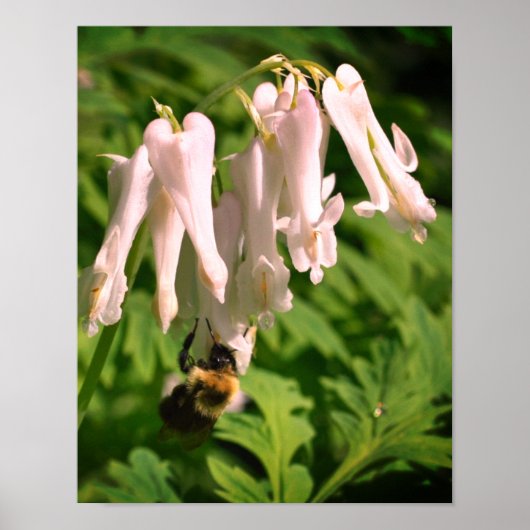Witte Columbine bloem en broedbijen Poster (Voorkant)