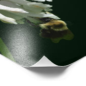 Witte Columbine bloem en hommel bij 8x10 Foto Afdruk (Hoek)