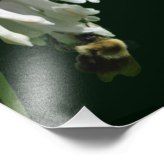 Witte Columbine bloem en hommel bij 8x10 Foto Afdruk (Hoek)