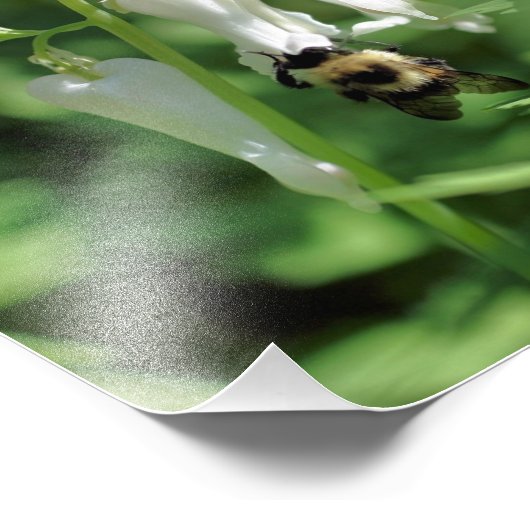 Witte Columbine bloem en hommel bij 8x8 Foto Afdruk (Hoek)