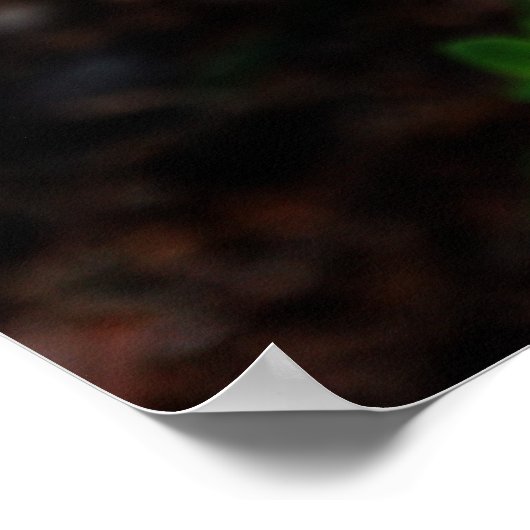 Witte Columbine met bijen Poster (Hoek)