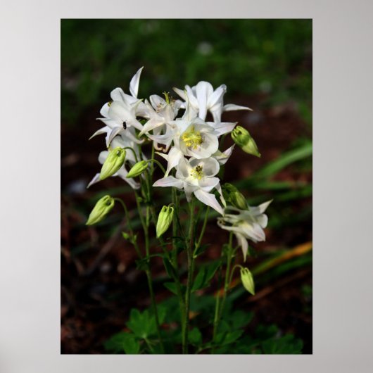 Witte Columbine met bijen Poster (Voorkant)