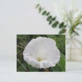 witte convolvulus bloem Briefkaart (Staand voorkant)