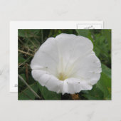 witte convolvulus bloem Briefkaart (Voorkant / Achterkant)