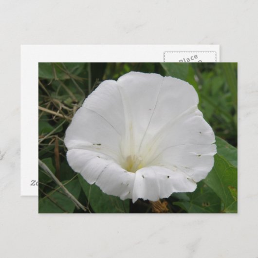 witte convolvulus bloem Briefkaart (Voorkant / Achterkant)