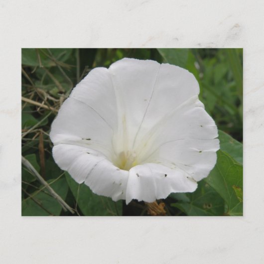 witte convolvulus bloem Briefkaart (Voorkant)