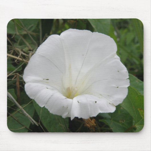 -witte convolvulus Bloem-mousepad Muismat (Voorkant)