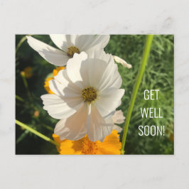 Witte Cosmo-bloem Beterschap Briefkaart