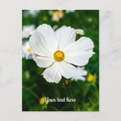 Witte Cosmos Ansichtkaart Briefkaart (Voorkant)