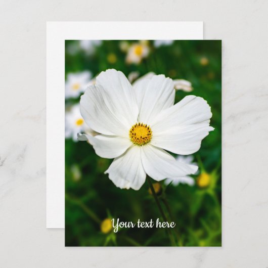 Witte Cosmos Ansichtkaart Briefkaart (Voorkant / Achterkant)