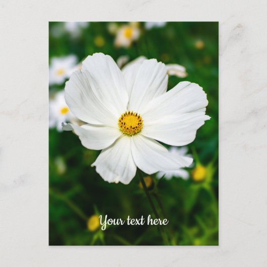 Witte Cosmos Ansichtkaart Briefkaart (Voorkant)