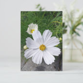 Witte Cosmos Bloemen Lege Wenskaart (Staand voorkant)
