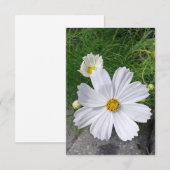Witte Cosmos Bloemen Lege Wenskaart (Voorkant / Achterkant)