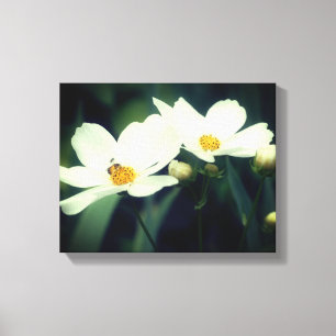 Witte Cosmos Bloemen Met Bij Canvas Afdruk