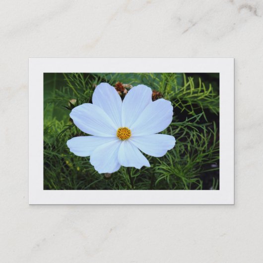 Witte Cosmos (Gegolfd) Visitekaartje (Voorkant)