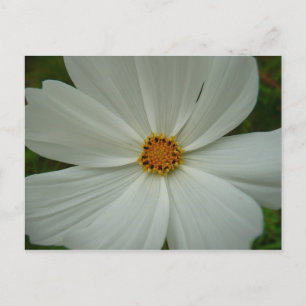Witte Cosmos Zomer Bloemen Briefkaart