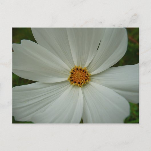 Witte Cosmos Zomer Bloemen Briefkaart (Voorkant)
