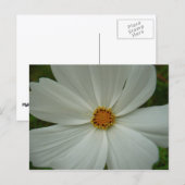 Witte Cosmos Zomer Bloemen Briefkaart (Voorkant / Achterkant)