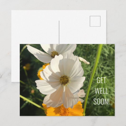 WITTE COSMOSBLOEM BETER BALD BRIEFKAART (Voorkant / Achterkant)