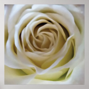 Witte crème roos, romantische bloemdetails poster