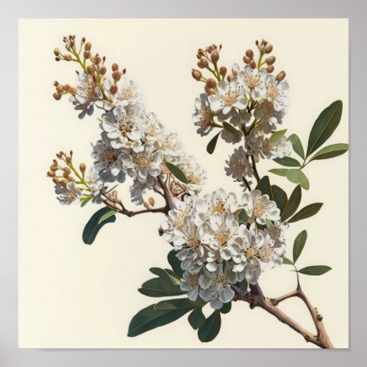 Witte Crêpe Myrtle Flowers Art Print Poster (Voorkant)