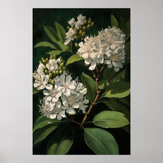 Witte Crêpe Myrtle Flowers Art Print Poster (Voorkant)