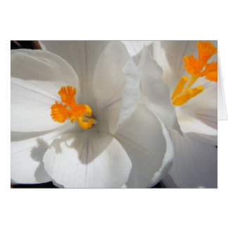 Witte crocus
