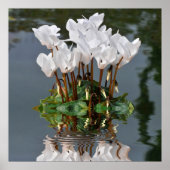 Witte cyclambloemen in het water poster (Voorkant)