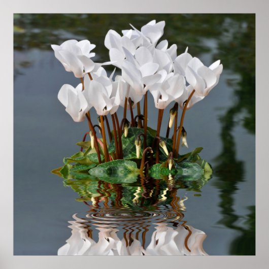 Witte cyclambloemen in het water poster (Voorkant)