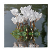 Witte cyclambloemen in het water tegeltje (Voorkant)