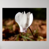 Witte Cyclamen Poster (Voorkant)