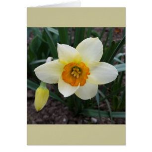 witte daffodil