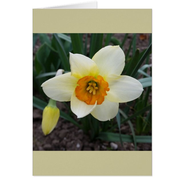 witte daffodil (Voorkant)