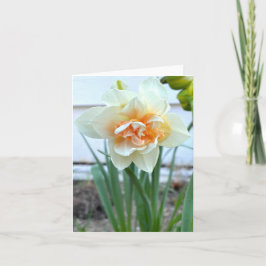 Witte Daffodil Bloem Foto Kaart