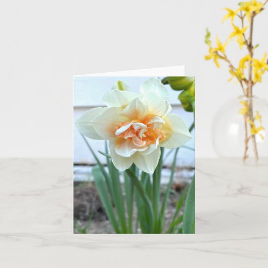 Witte Daffodil Bloem Foto Kaart (Gele Bloem)