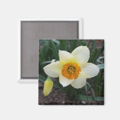 witte daffodil magneet (Voorkant / Achterkant)