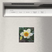 witte daffodil magneet (Insitu (Vaatwasser))