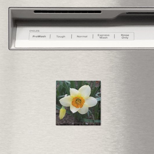 witte daffodil magneet (Insitu (Vaatwasser))