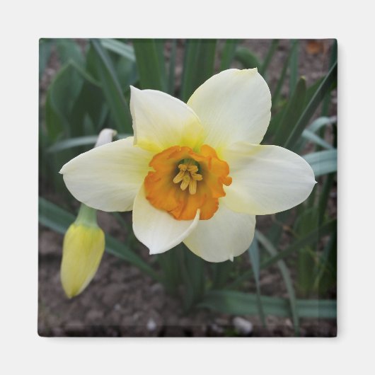 witte daffodil magneet (Voorkant)