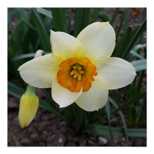 witte daffodil perfect poster (Voorkant)