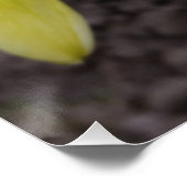 witte daffodil perfect poster (Hoek)