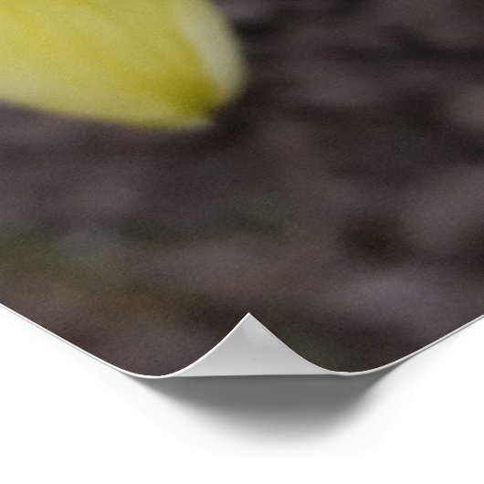witte daffodil poster (Hoek)