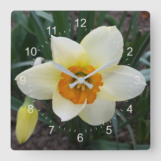 witte daffodil vierkante klok (Voorkant)