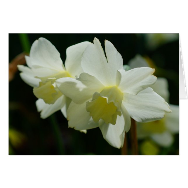 Witte Daffodils (Voorkant Horizontaal)